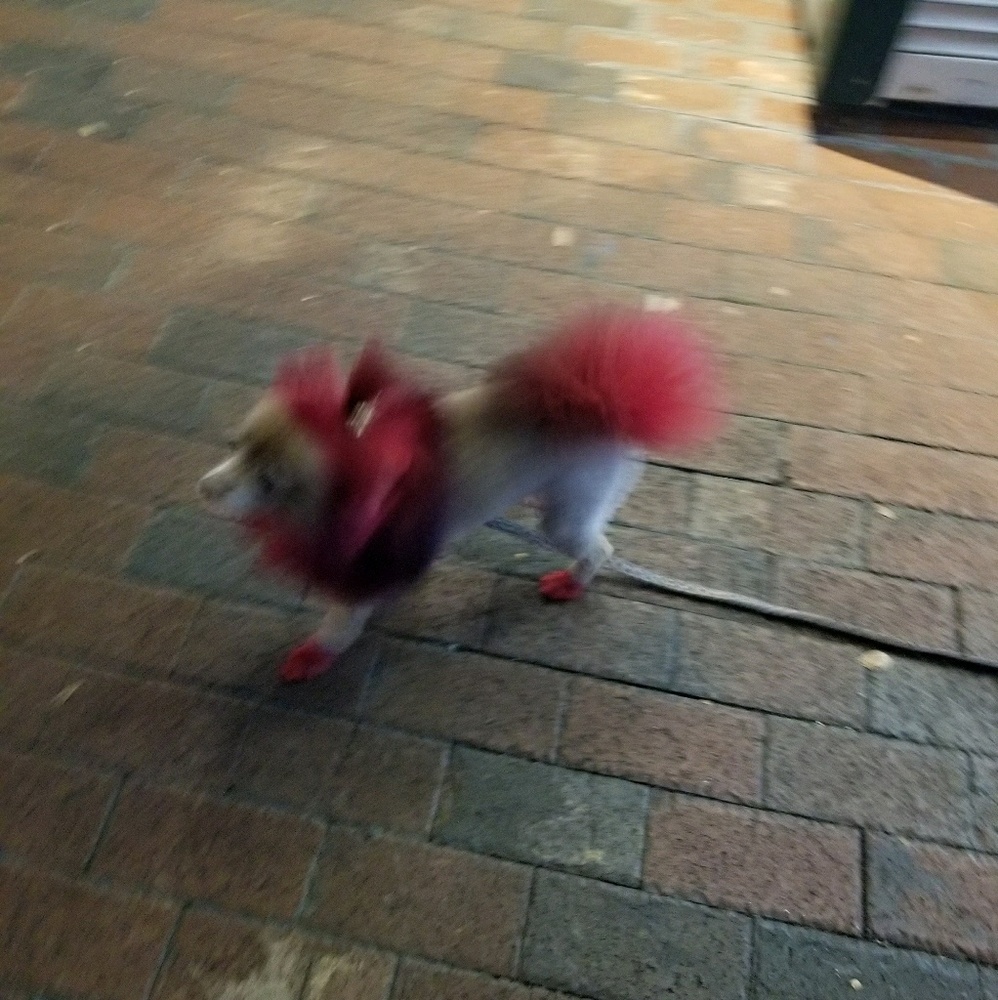 Meet your Posher, Jessie